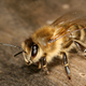 Graban a dos abejas desenroscando juntas un tapón de Fanta